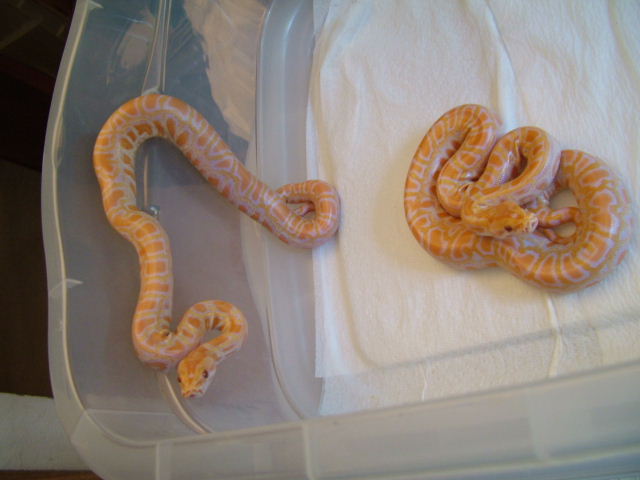 Albino Python1