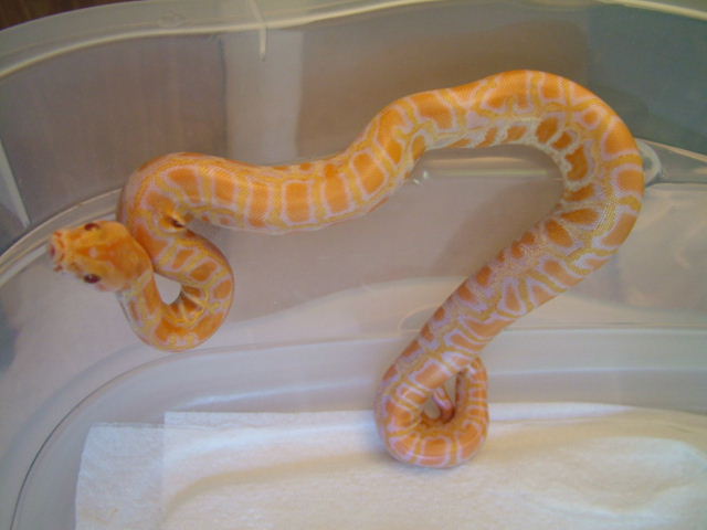 Albino burm 2