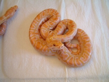 Albino Burm 3