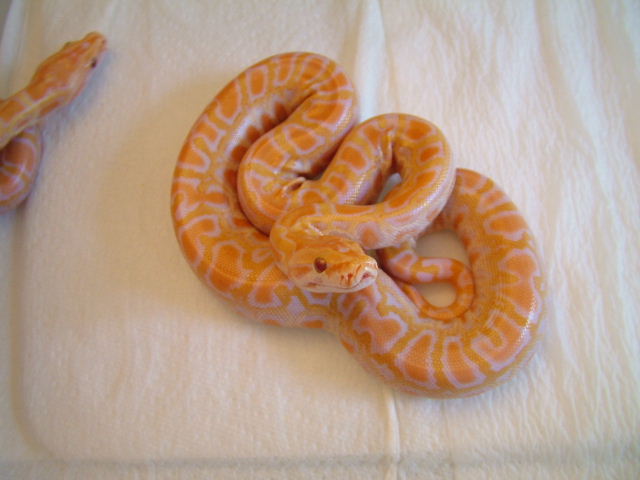 Albino Burm 3