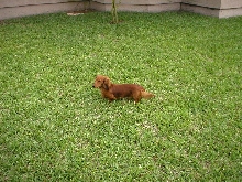 AKC Ch Mardigras'Bon Temp Roulette-ML
