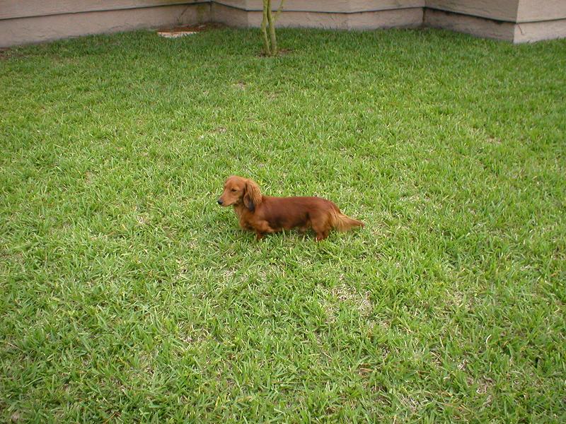 AKC Ch Mardigras'Bon Temp Roulette-ML