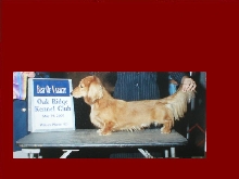 AKC Champion Boudreaux