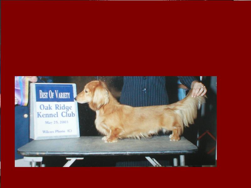 AKC Champion Boudreaux