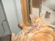 charlie licking his chops
