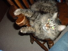 henry on a chair