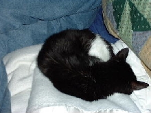 Rest in peace, Kitty