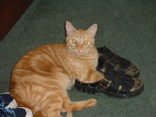 charlie and his shoes