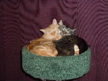 Henry&Charlie