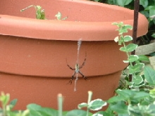 found this in my front yard