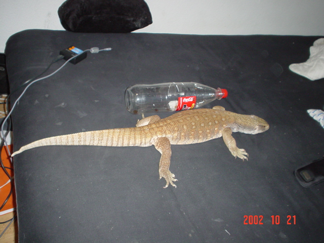compared to a cola bottle