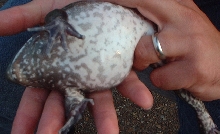 Frog belly