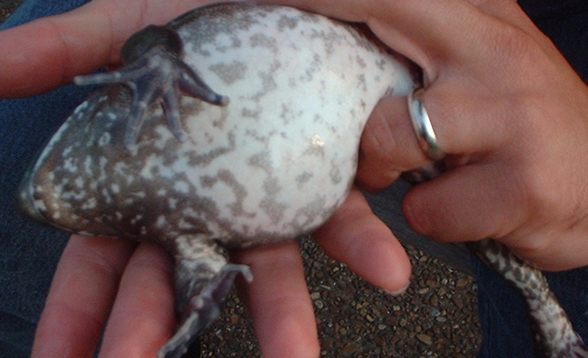 Frog belly