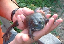 Ham eatting Frog