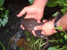 Frog release