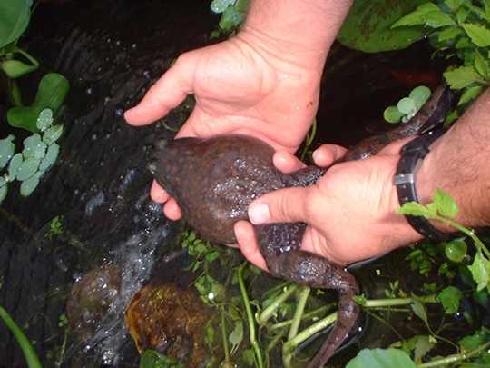 Frog release