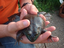 Ham Frog