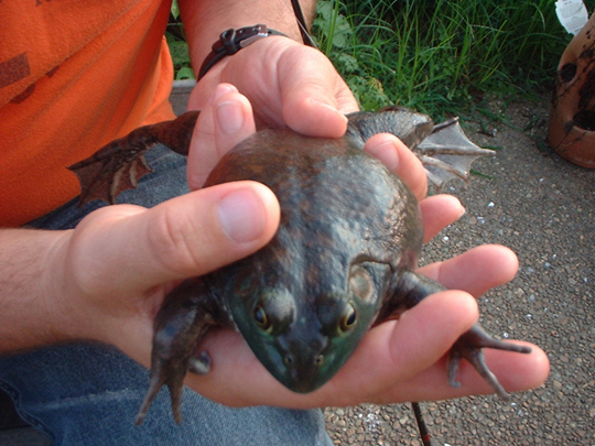 Ham Frog