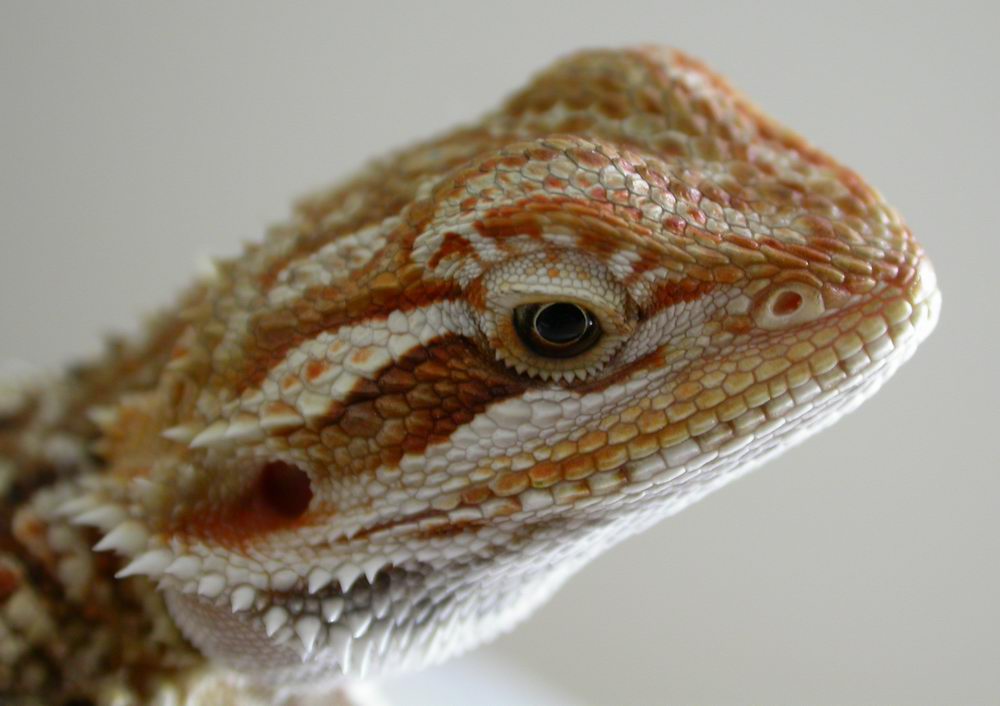 Spaz Headshot