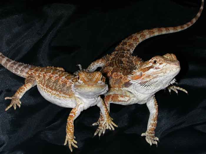 Spaz & Tango