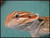 Tango's Head
