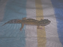 My male now