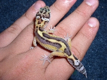 My male 4months ago