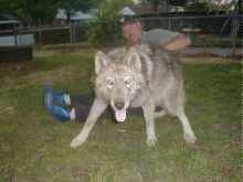 Zena