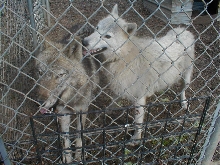 Artic and BC