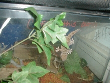 what kind is this?
