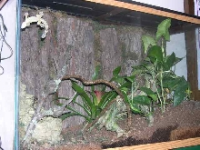 Terrarium