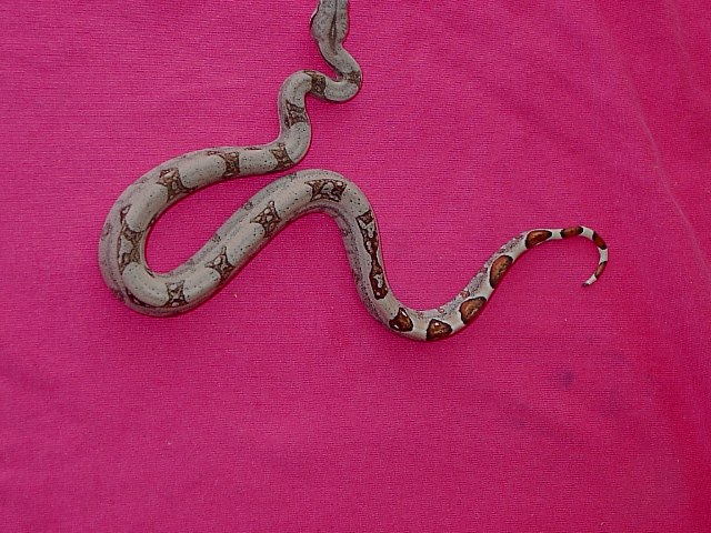 # f6 striped pastel