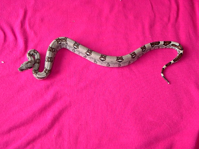 # f7 striped pastel