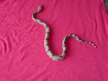# f9 striped pastel