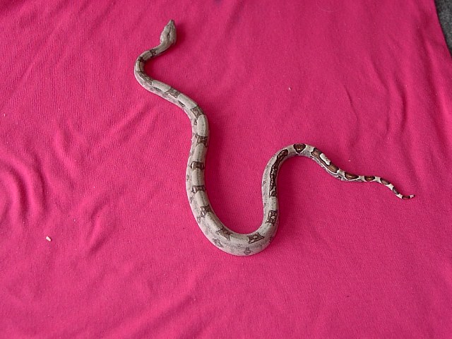 # f9 striped pastel