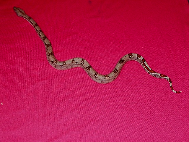 # f 5 striped pastel