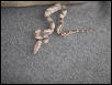 # f1 0.1  03   striped pastel