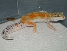 My new male