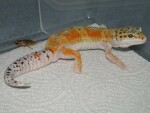 My new male