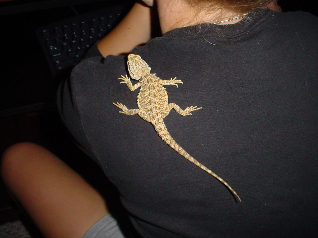 Zilla