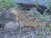 Wild iguana