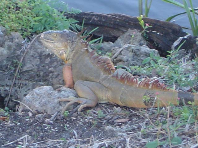 Wild iguana