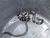 King eating black racer