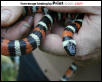 Zonata