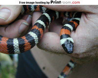 Zonata