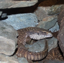 Savanah Monitor (Sal)