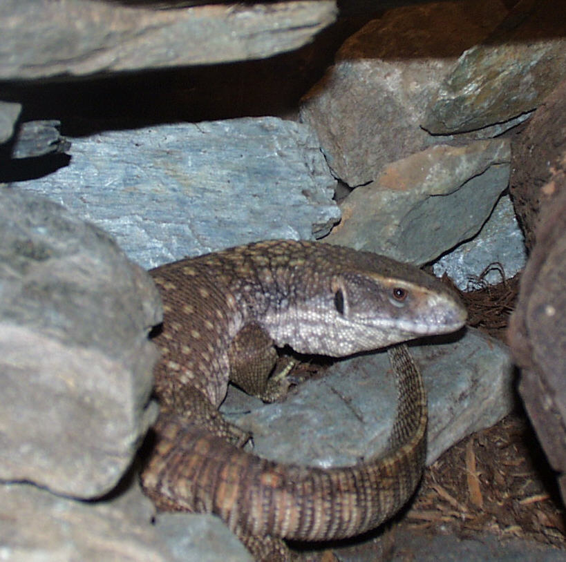 Savanah Monitor (Sal)