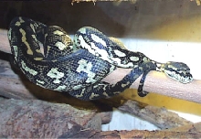 Diamond/Jungle Carpet Python (Hotaia)