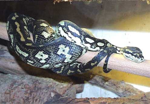 Diamond/Jungle Carpet Python (Hotaia)