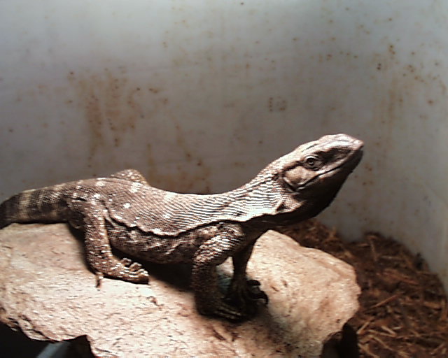 Nigel(1)